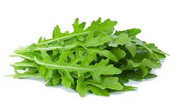 Rucola